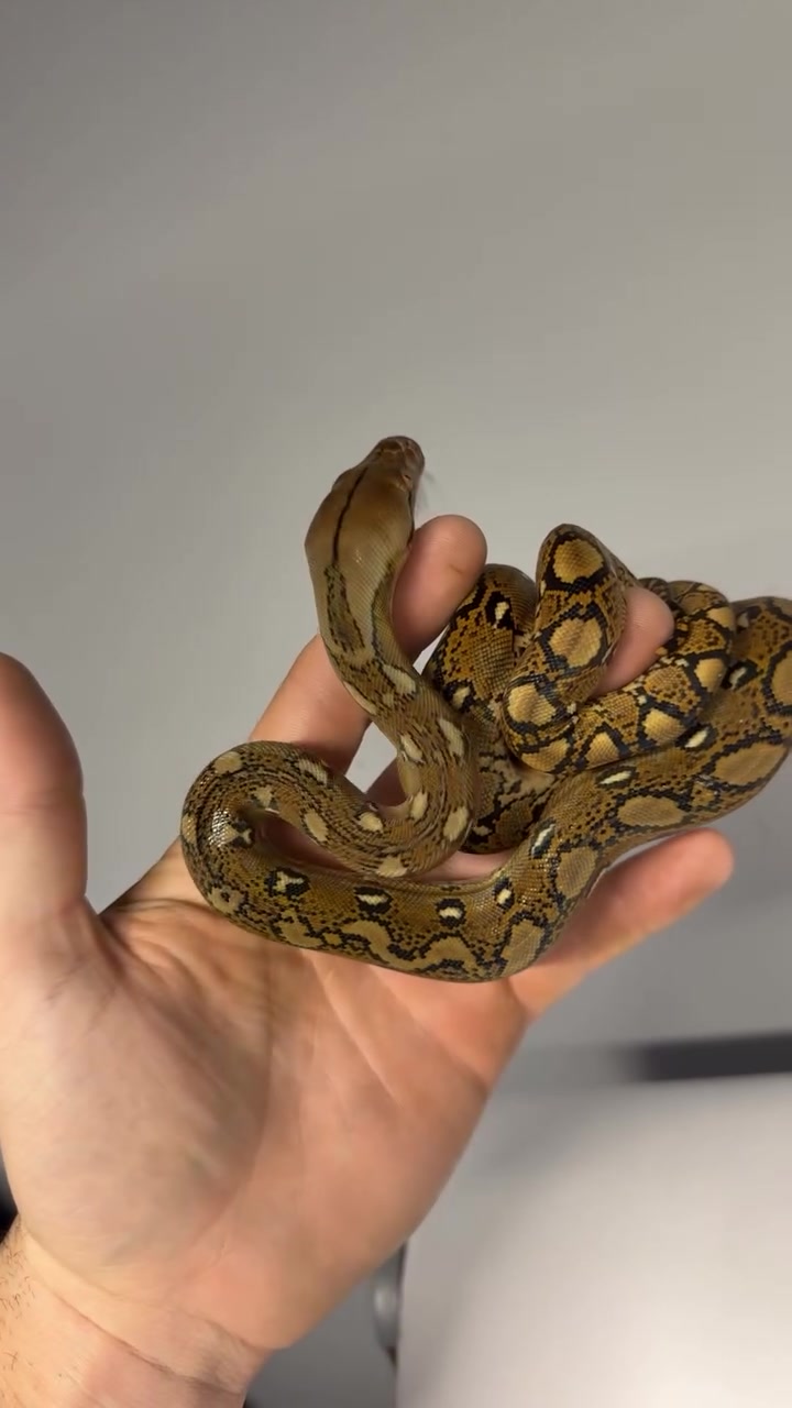 @Phylogeny Reptilia