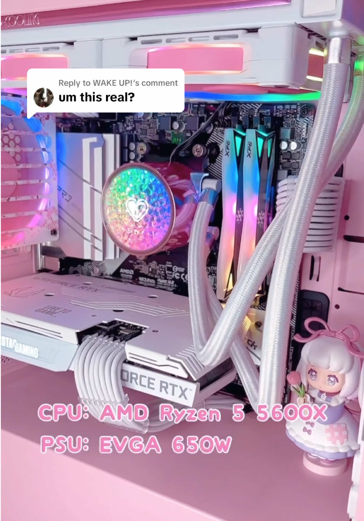 @shauny