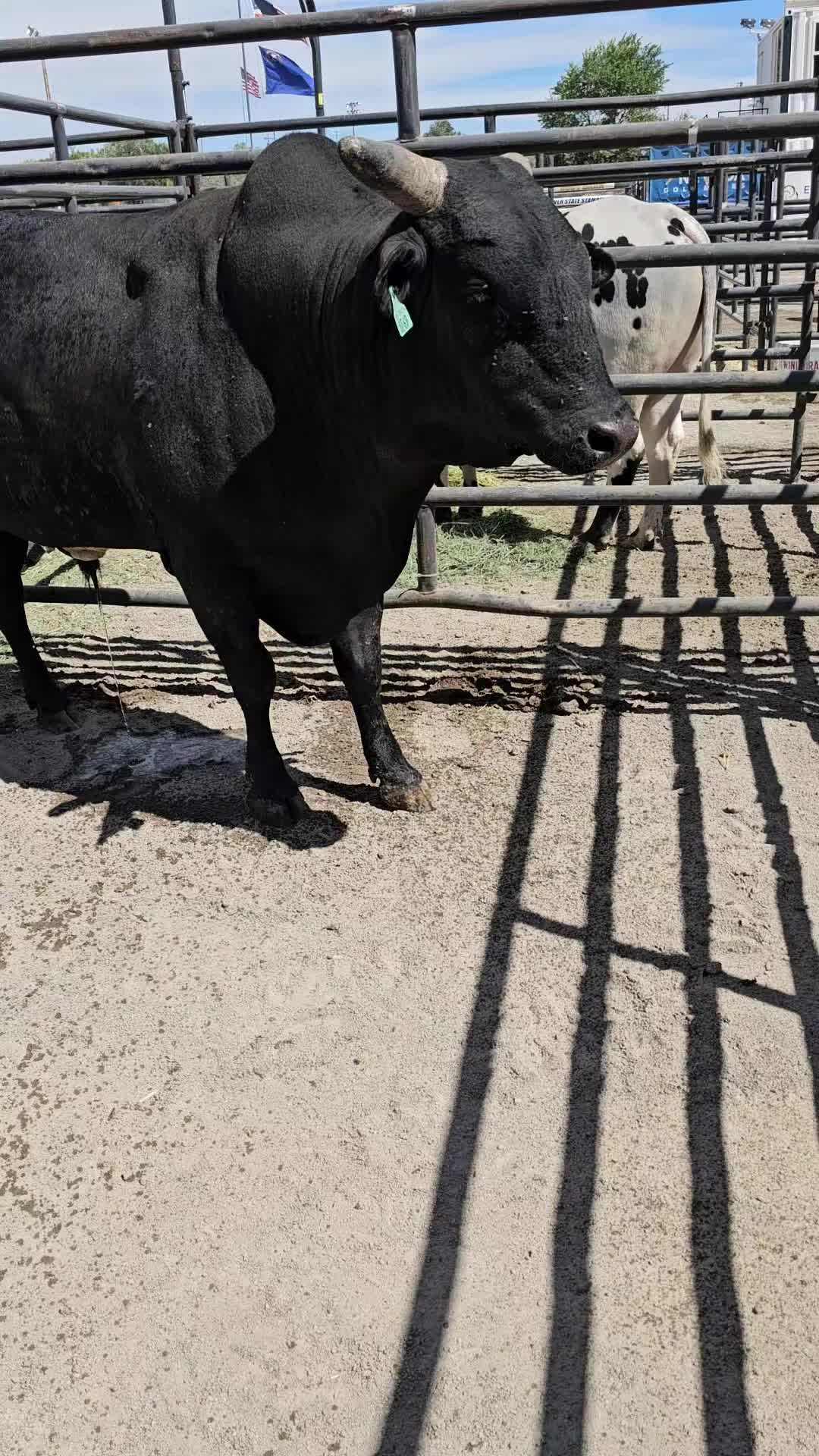 @B&G Bucking Bulls