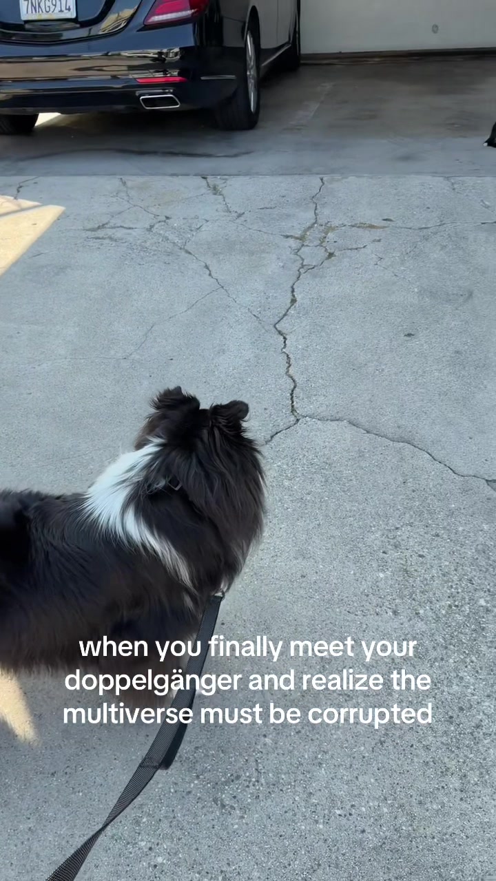 @beauthesheltie