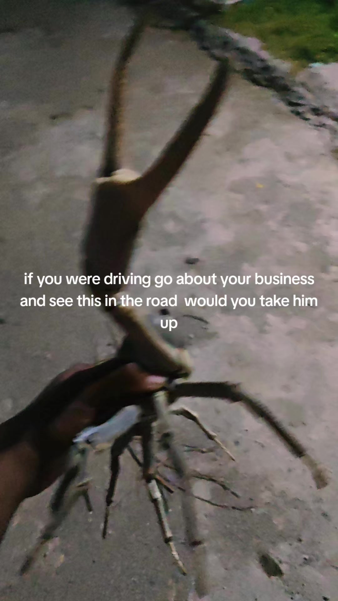 @teddy motivation and wildlife