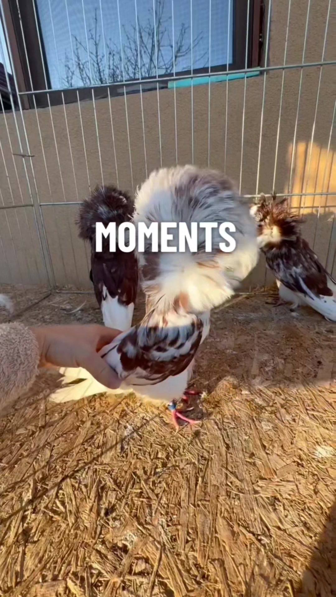 @EA Pigeons