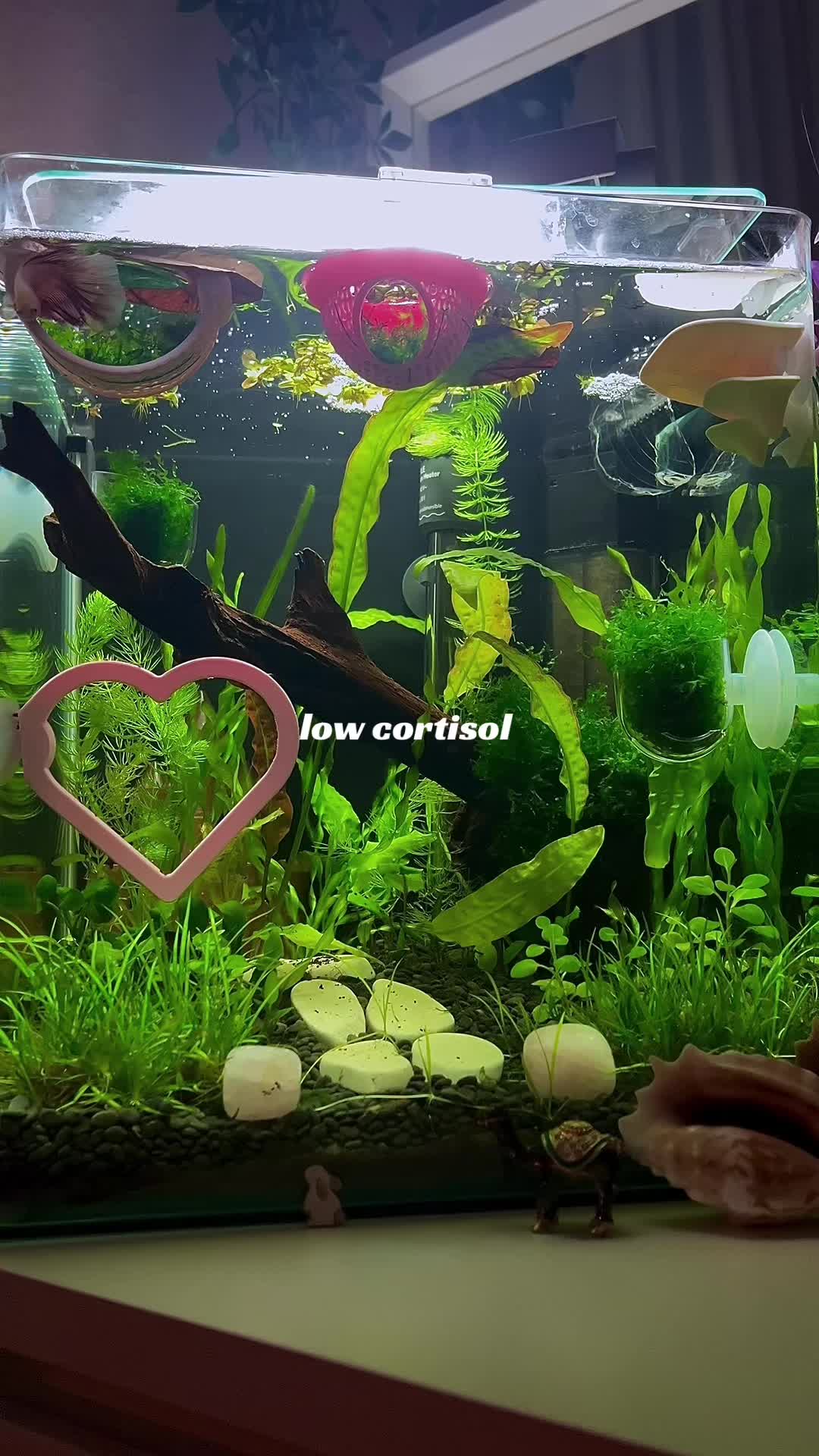 @alicia🌷͙֒⊹