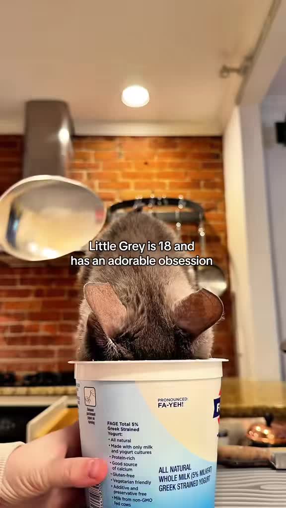 @Auntie Julie - The Cat Sitter