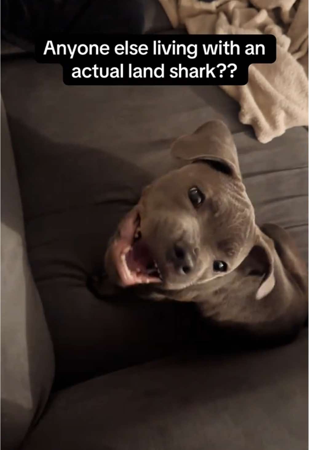 @Zeus the Blue Staffy⚡️