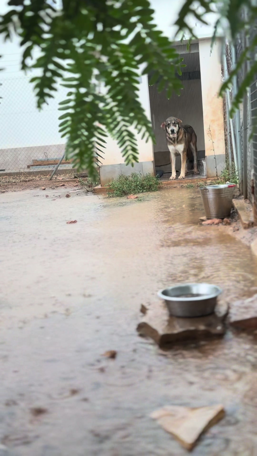 @Galgos del Sol