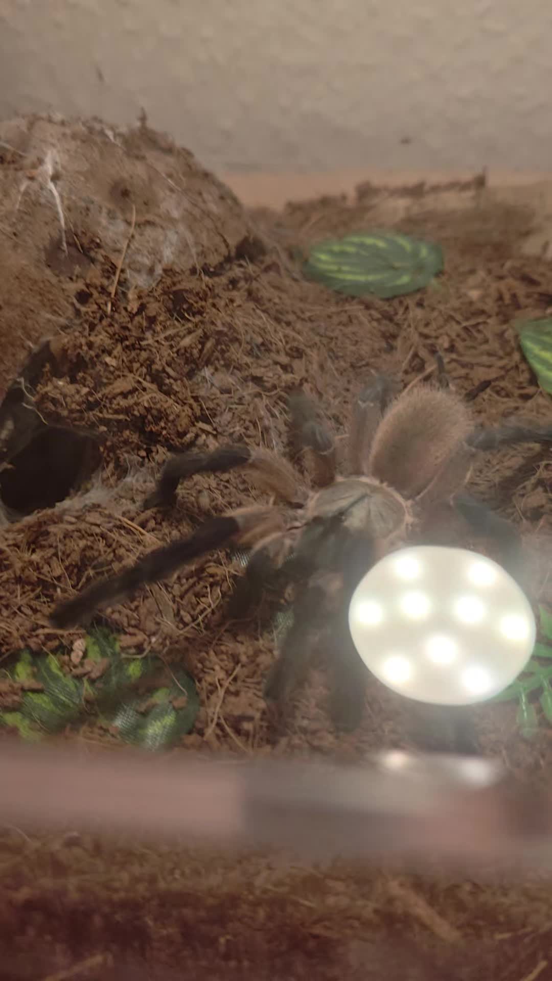 @Magdalena® 🕷️🐍🦂🪴