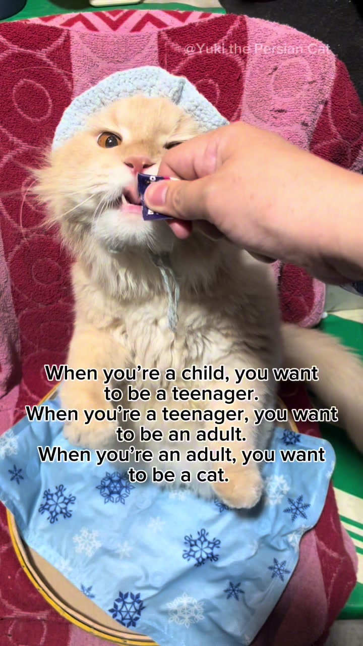 @Yuki the Persian Cat