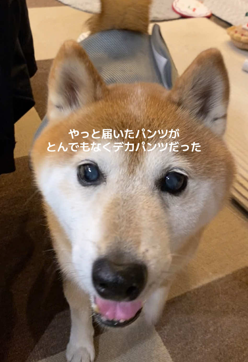 @こむぎといなり