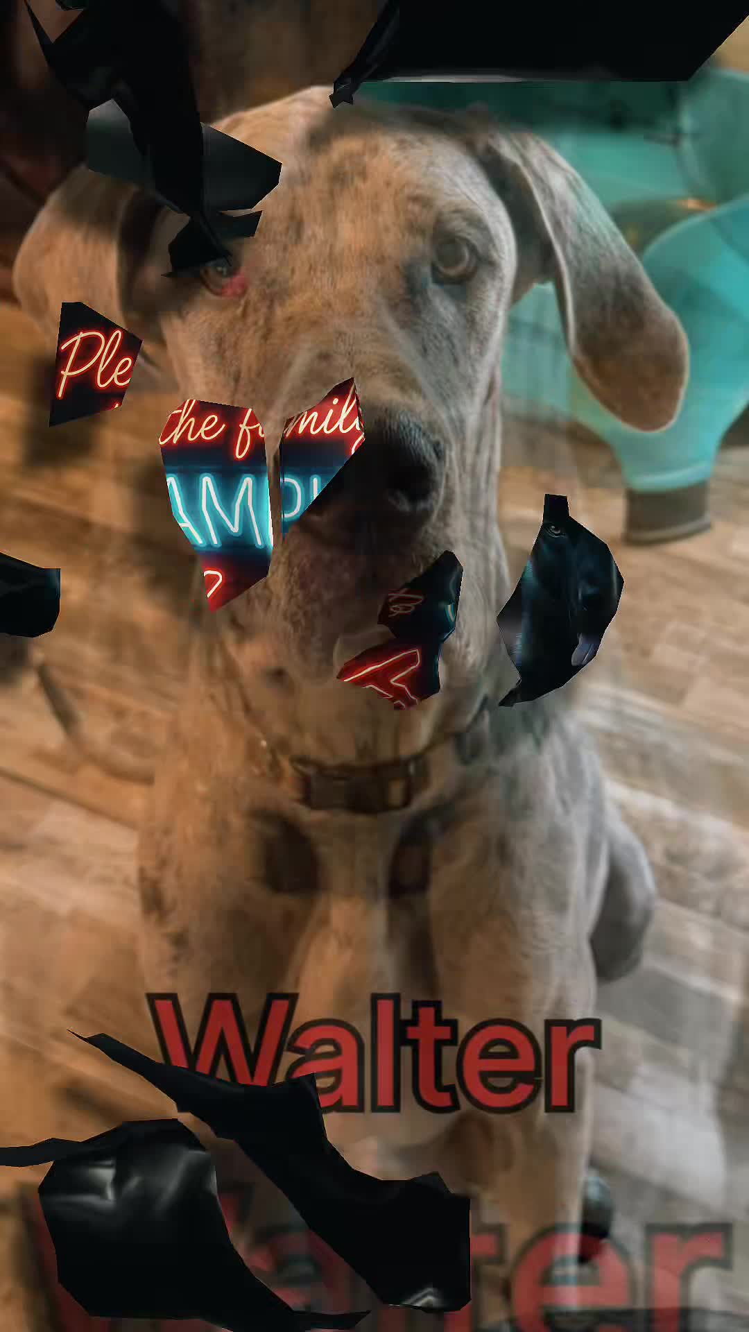 @ChampionK9DogTraining