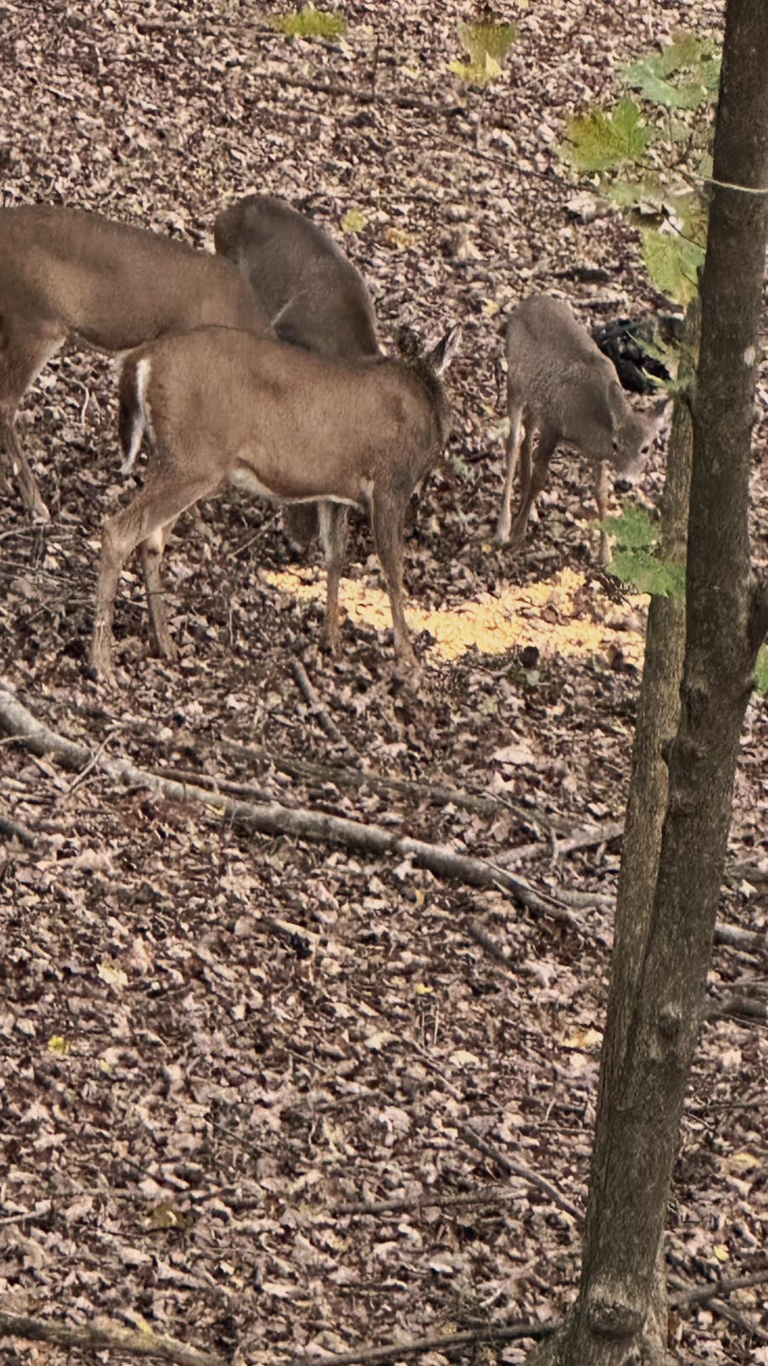 @Ryan Powelson🦌🦃🏹🦆