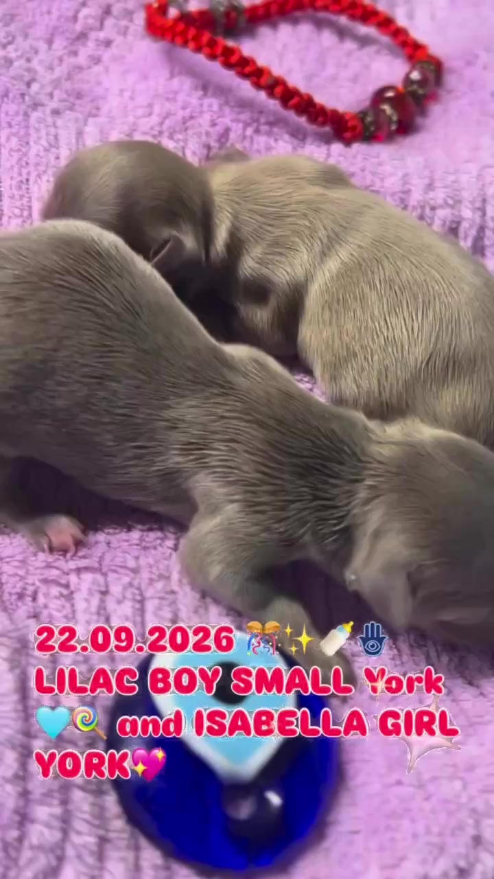 @Yorkie Maltipoo ShihTzu Teddy