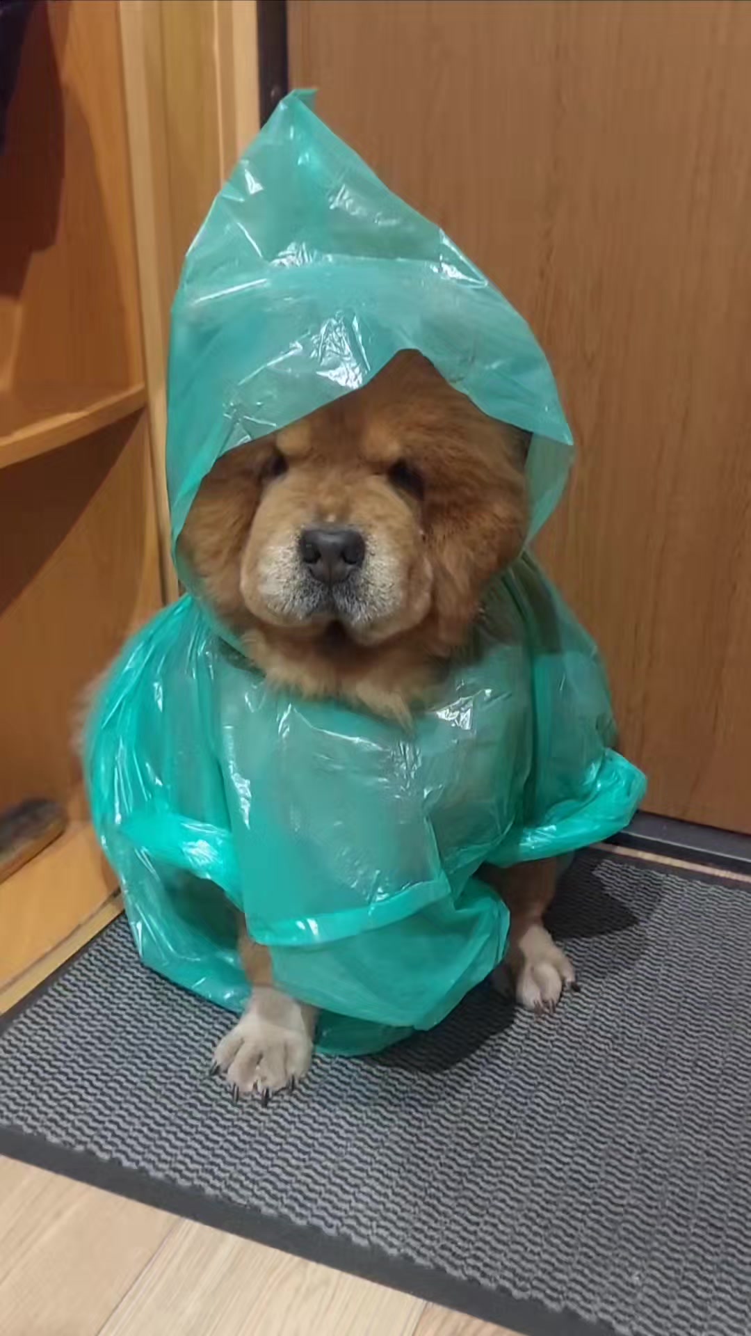 @Чау чау Тимоша❤️