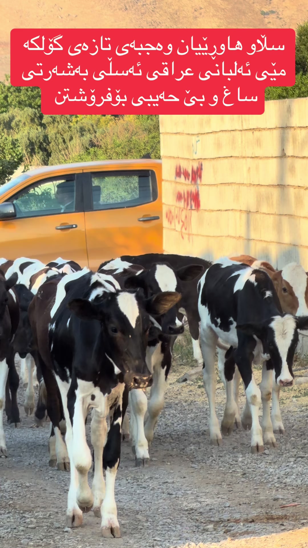 @مەیدانی ئاژەڵانی محمد 🐄🐂