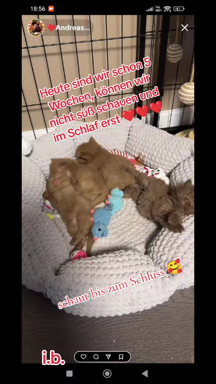 @ines (Miss Marple)❤️T❤️ACats❤️