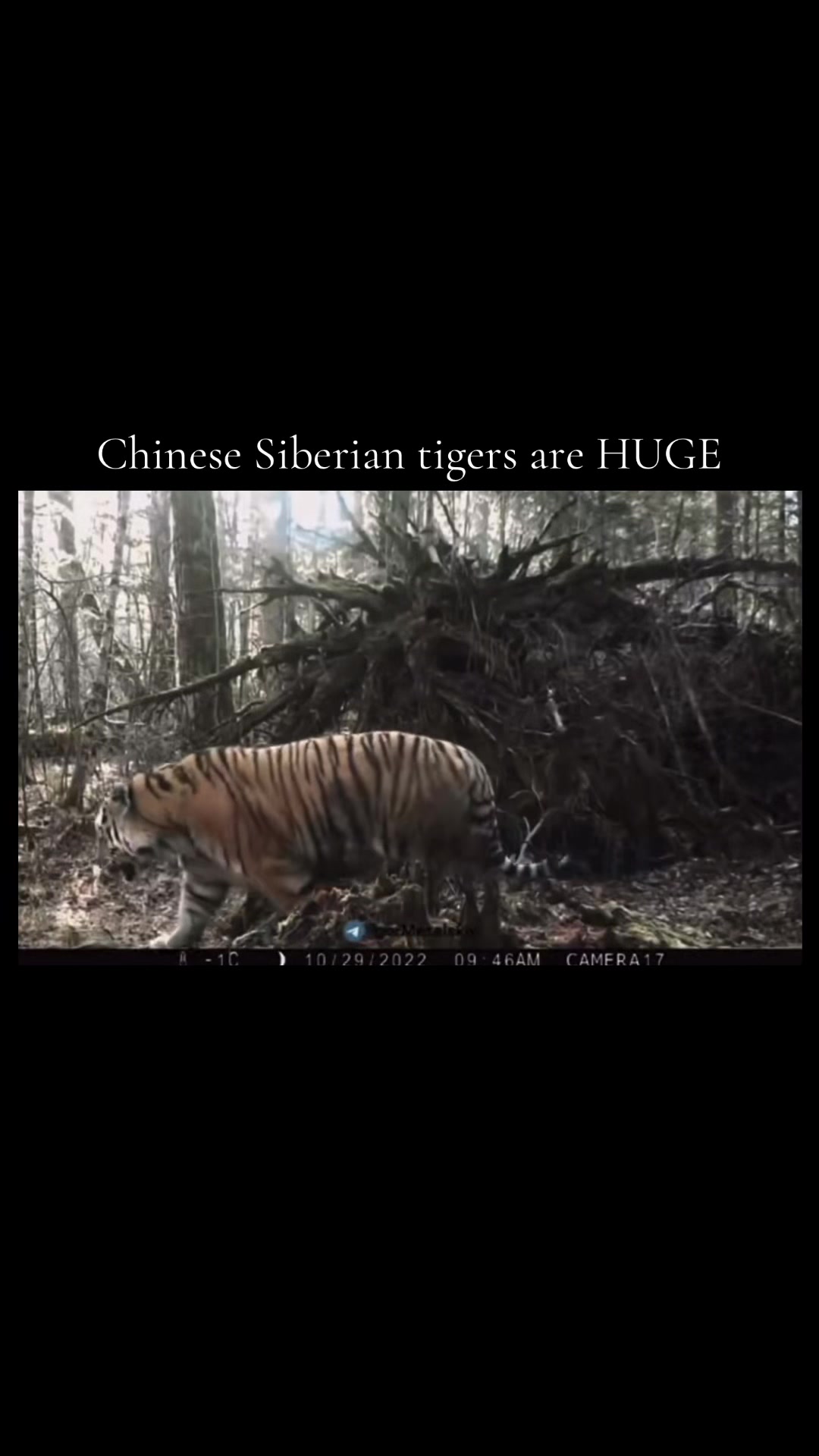 @ღ # 𝑻𝑰𝑮𝑹𝑬𝑺𝑺. 🐅 ❦