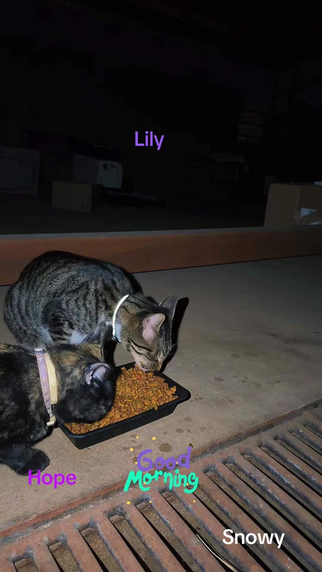 @Amri Gatitos