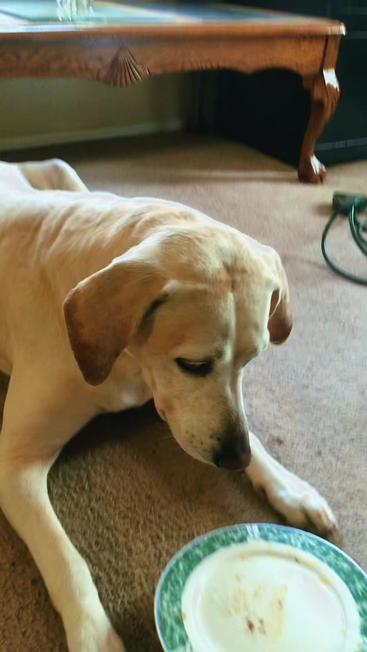 @Service_dog_Lexi
