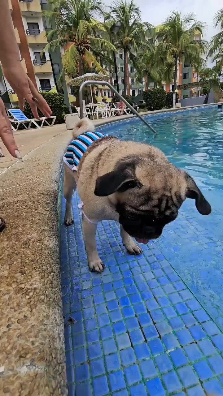 @Lizzylapug🐶🌸