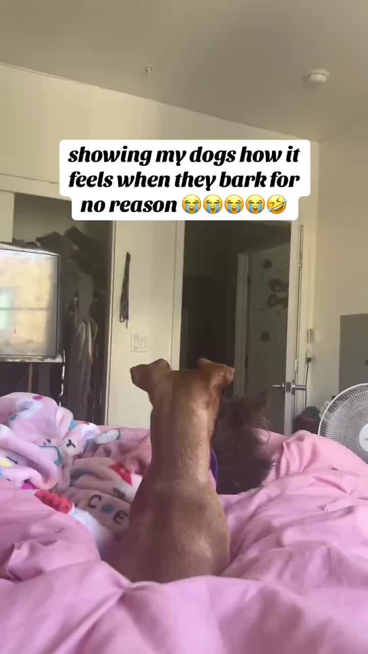 @Funny Animals😽🐶❤️