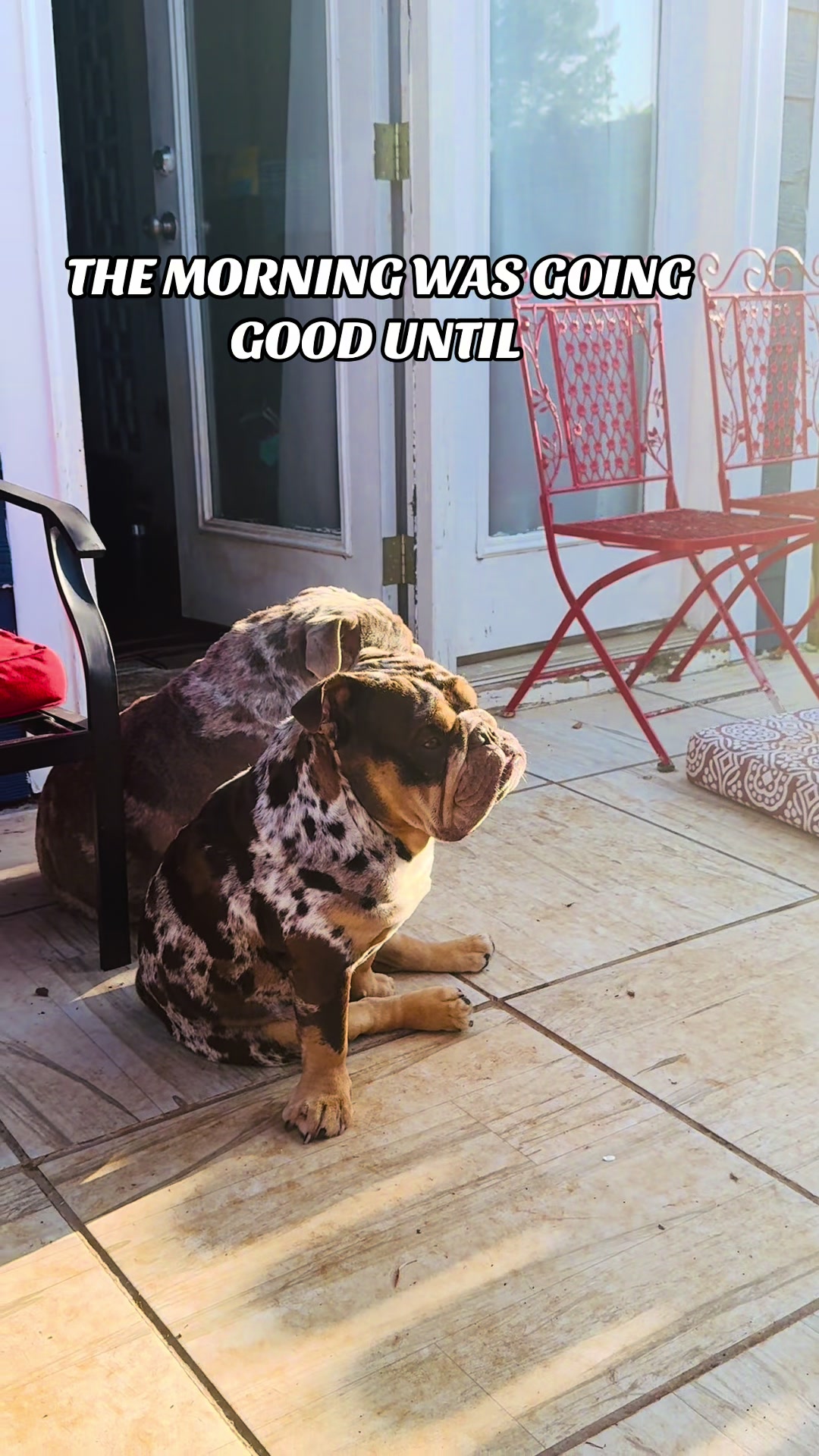 @barkleythabulldog