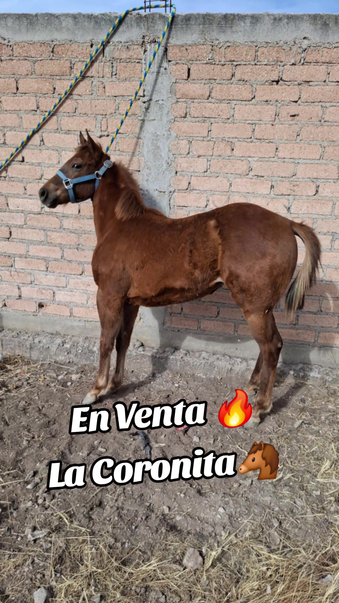 @EvHorses Zacatecas