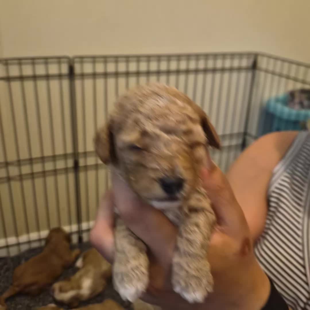 @Barb's Precious Pups