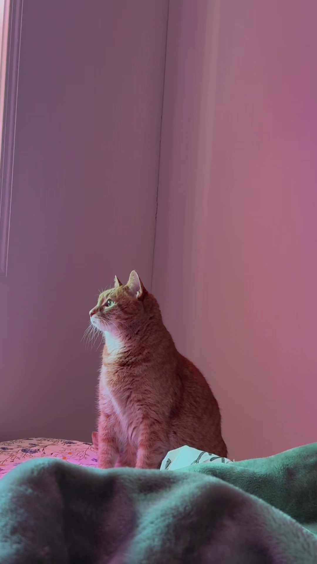 @Hope Lin