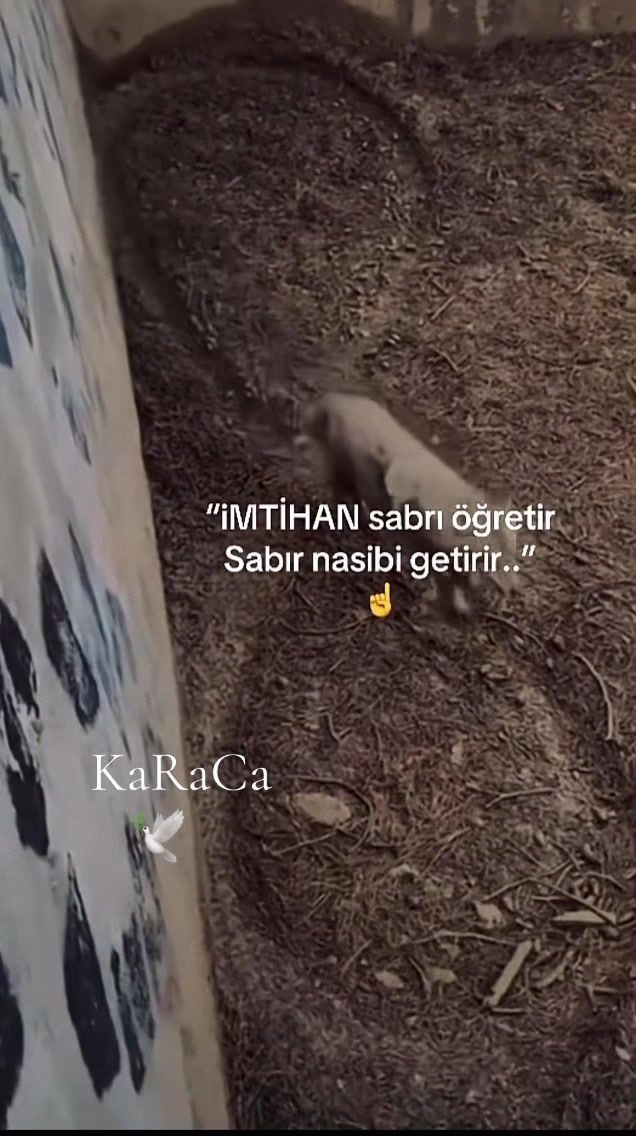 @KaRaCa