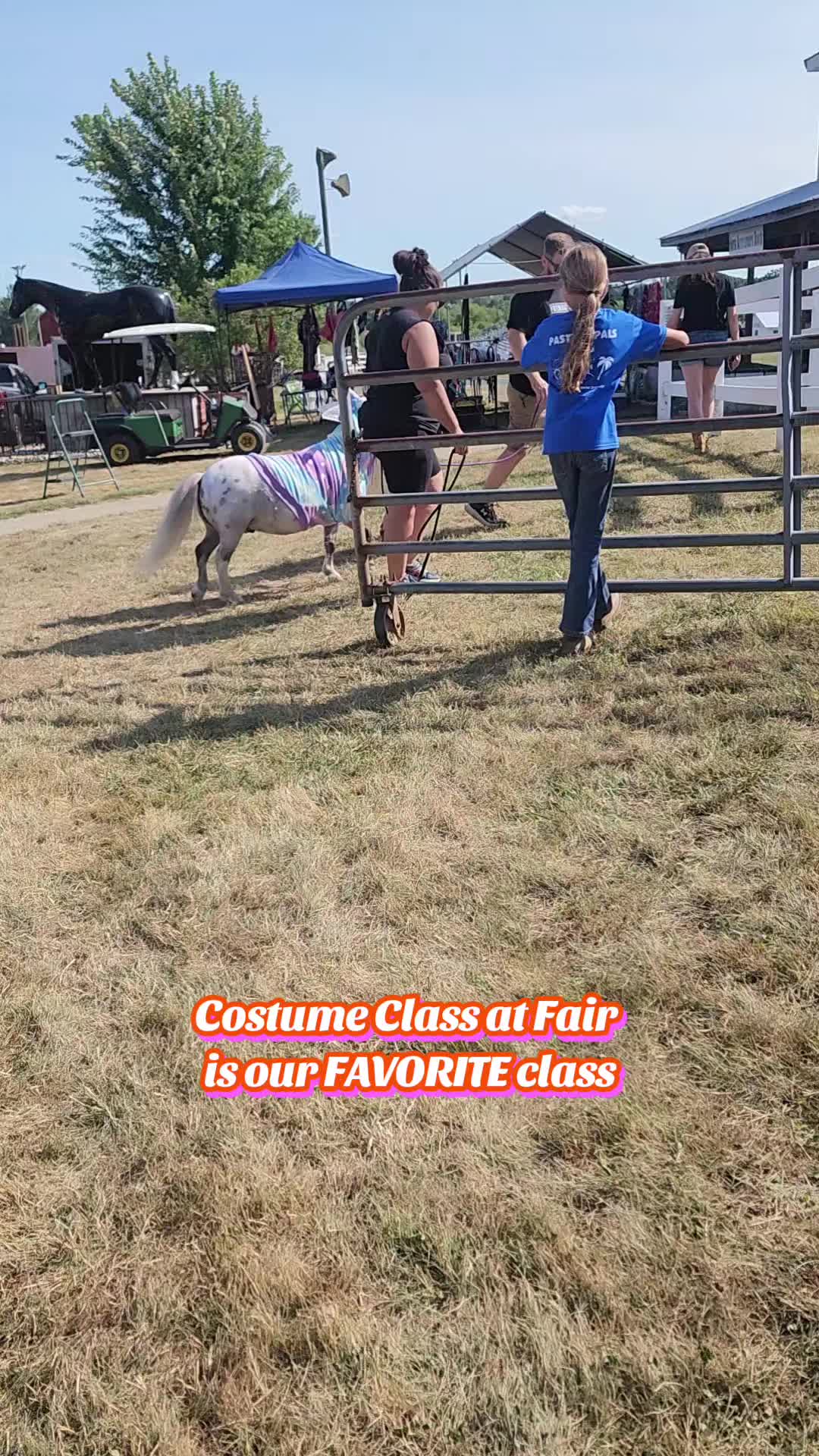 @minihorsemomandtrainer🐴🐴🐴🐴