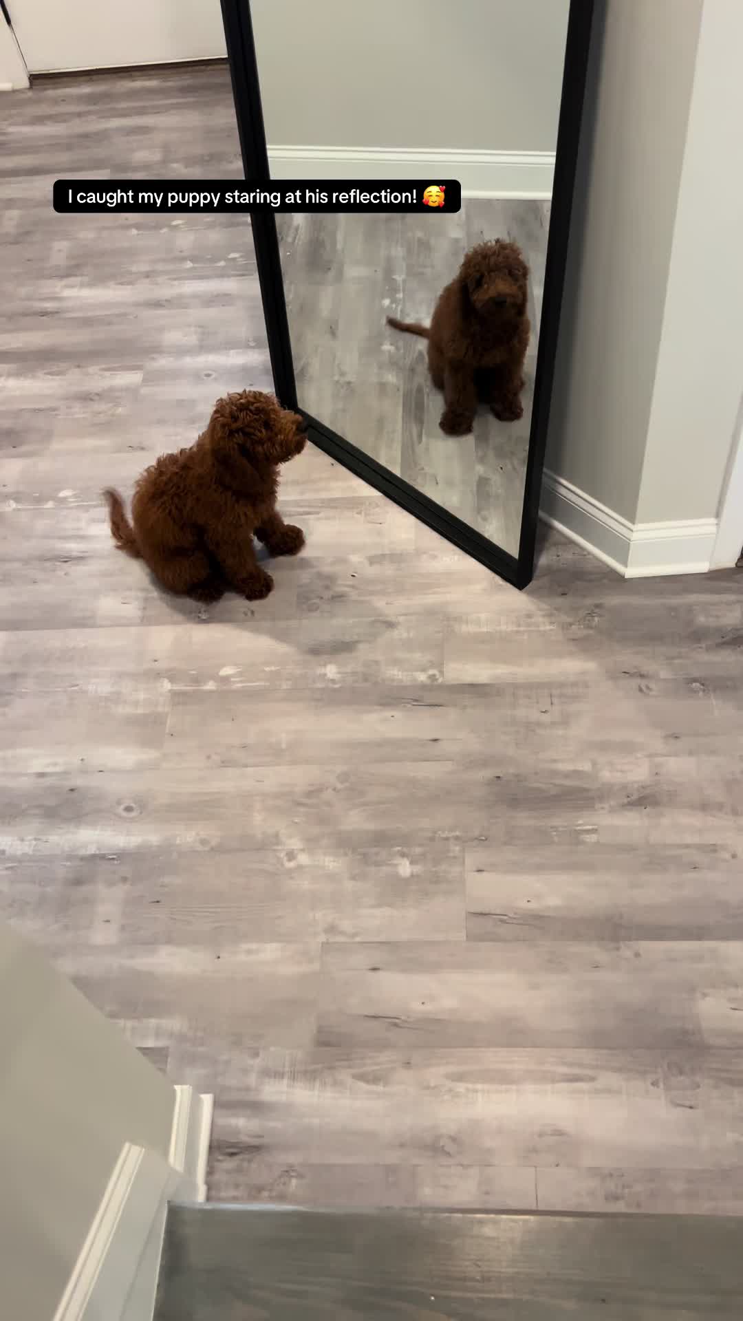 @Mocha | Mini Goldendoodle 🐾