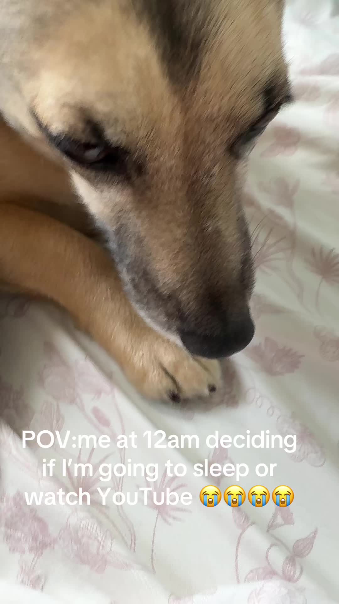 @Animal life 🐾