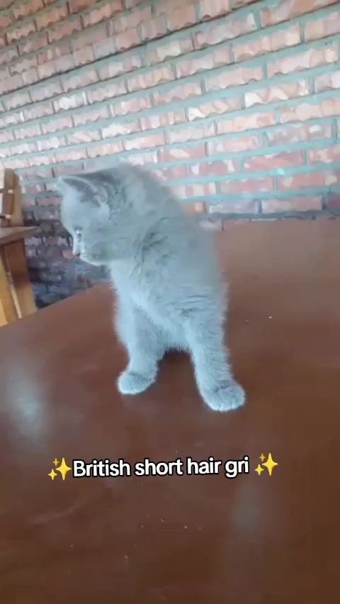 @H. Vendi