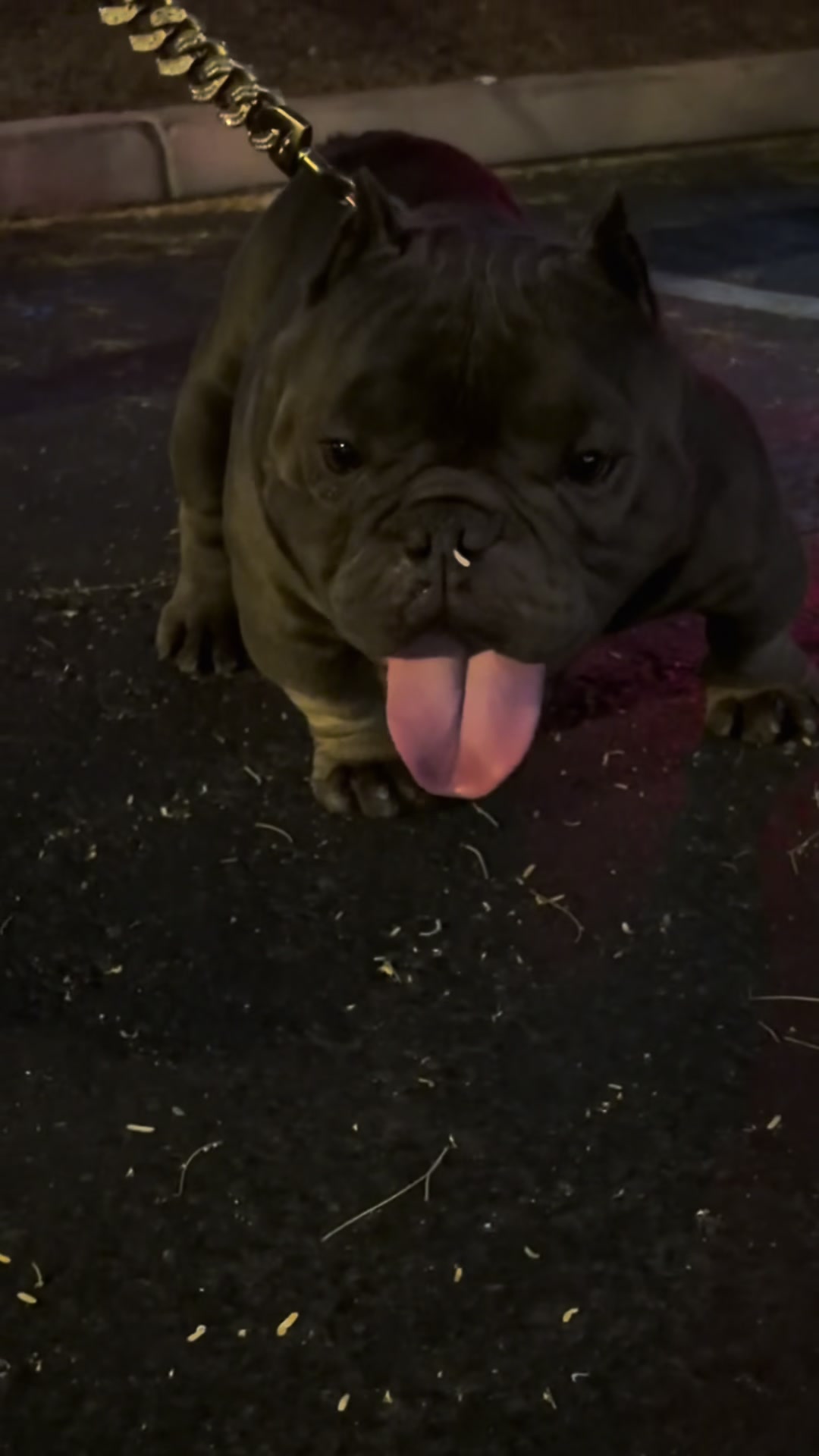 @Boxcitybullys