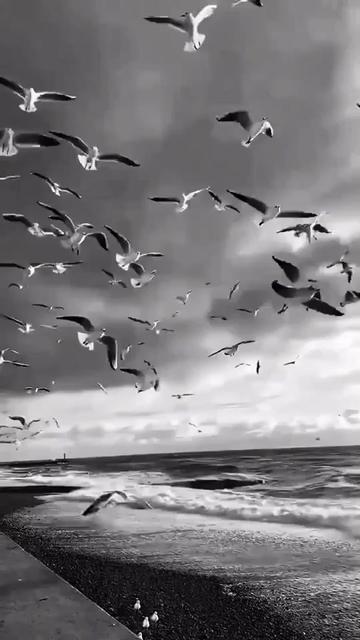 @⚜️🐾PANTERA 🐾النمر 🖤⚜️