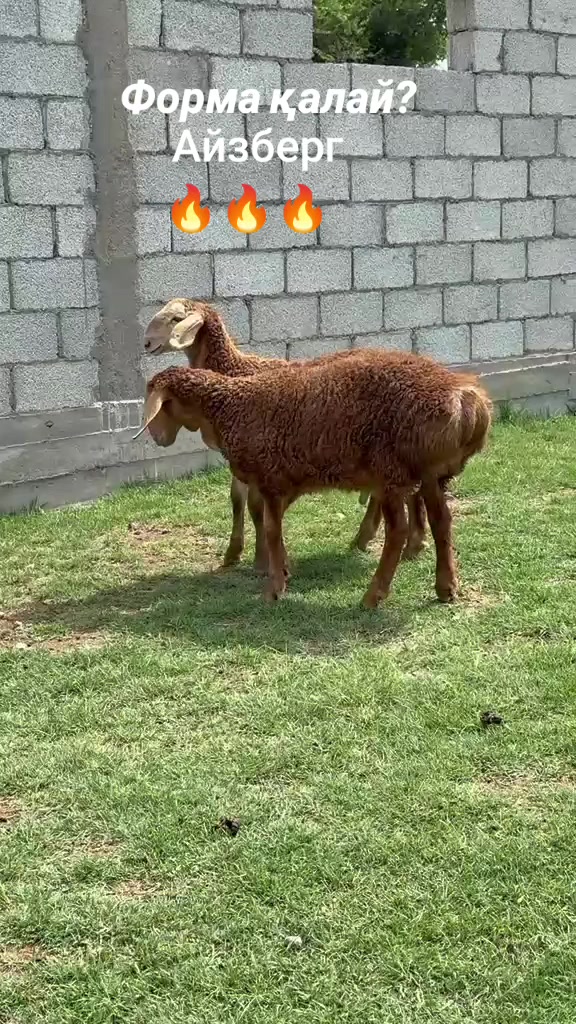 @Рахат