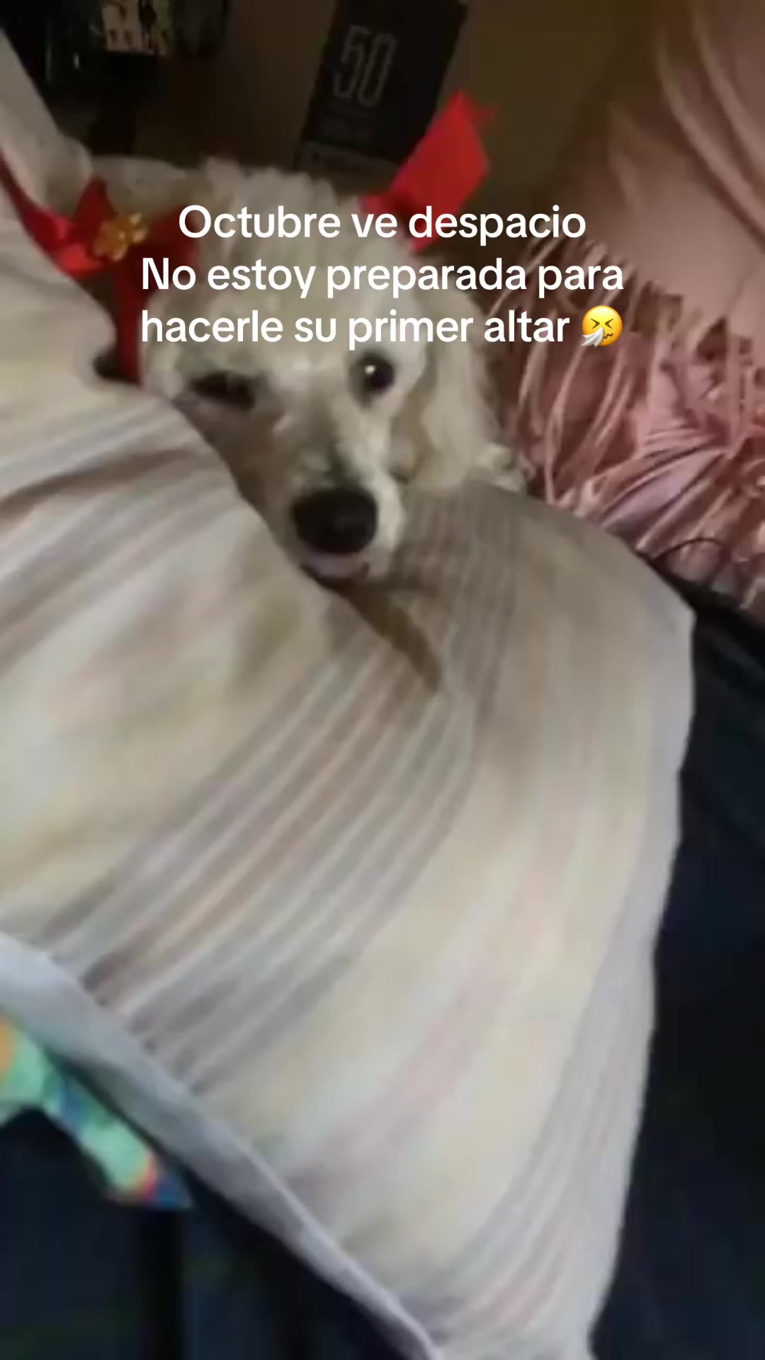 @Misswhistledown.chile