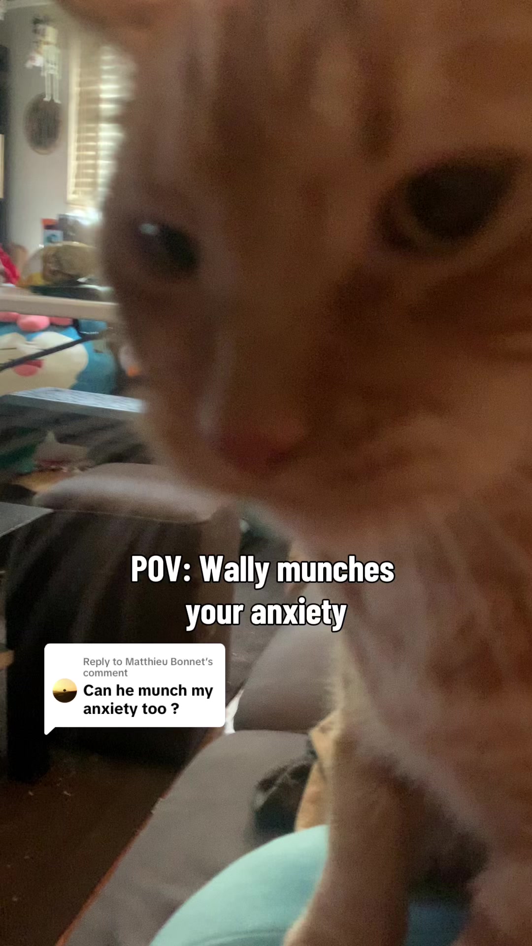 @diycatgeek (Wally & Howl)