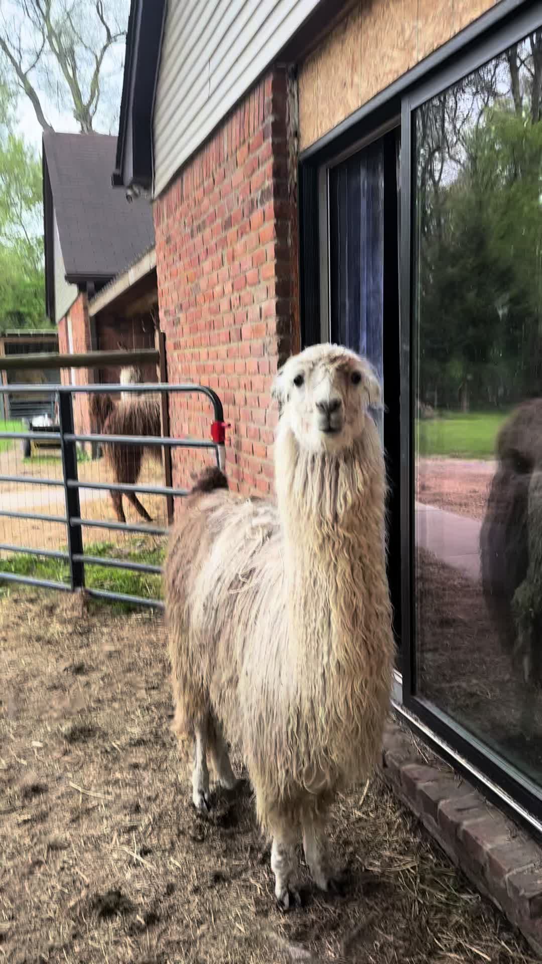 @The Packing Llamas