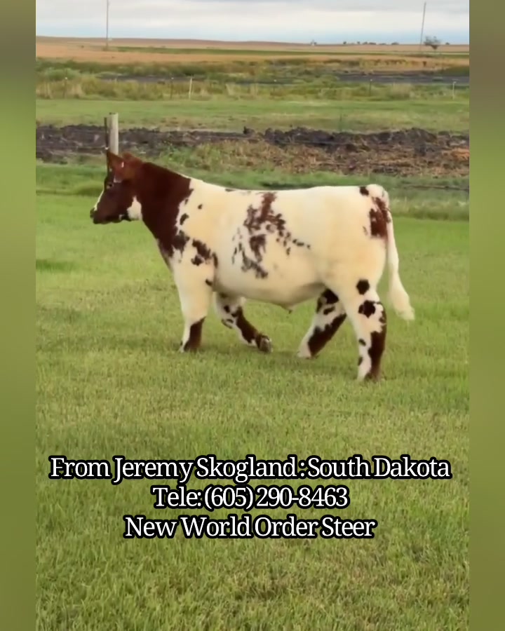 @Matt Lautner Cattle USA