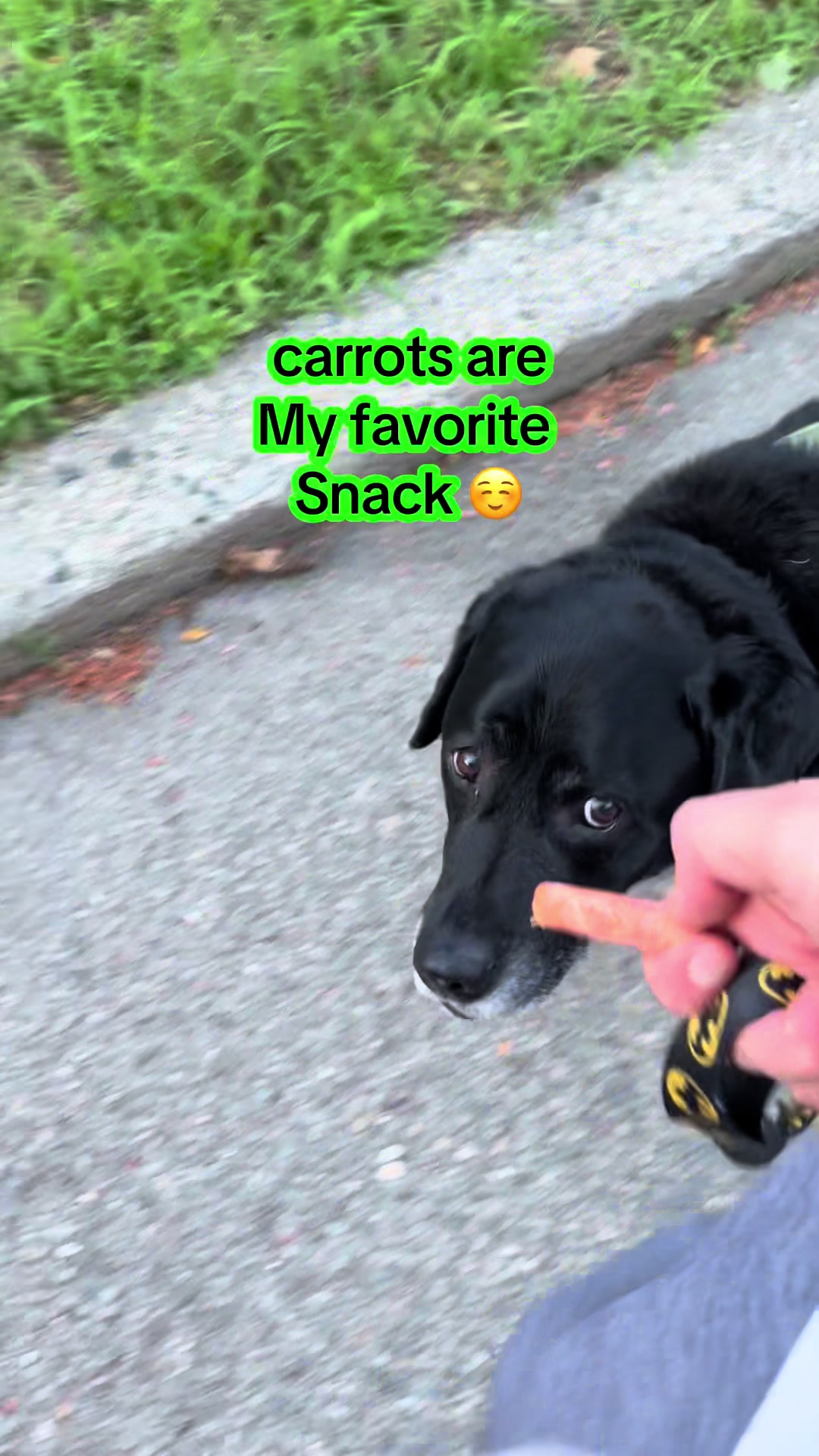 @rubenblacklab