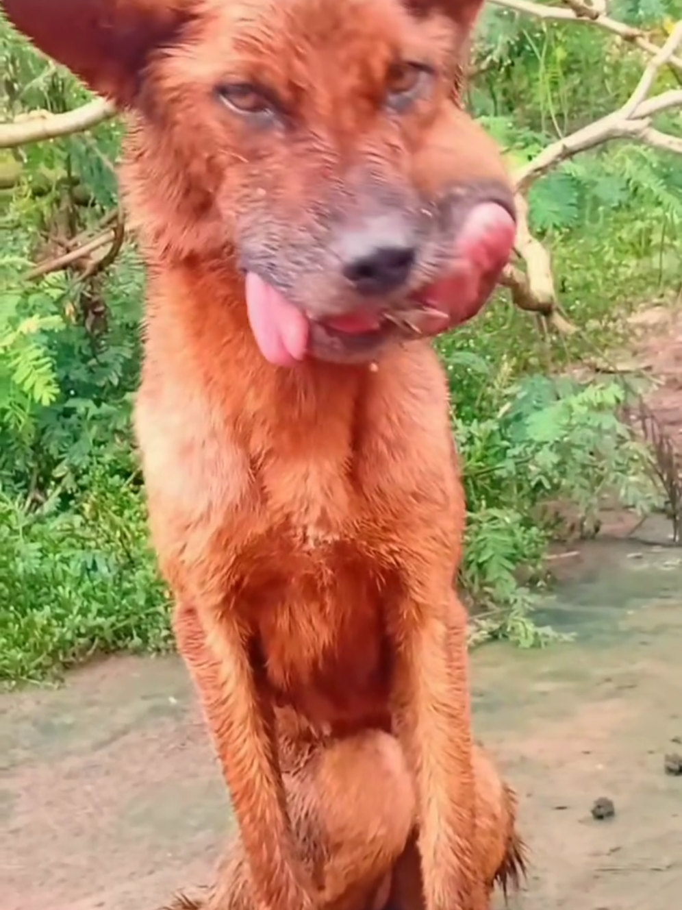 @Asoc. Peluditos