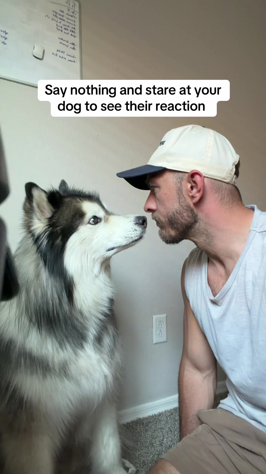 @Bandit The Husky