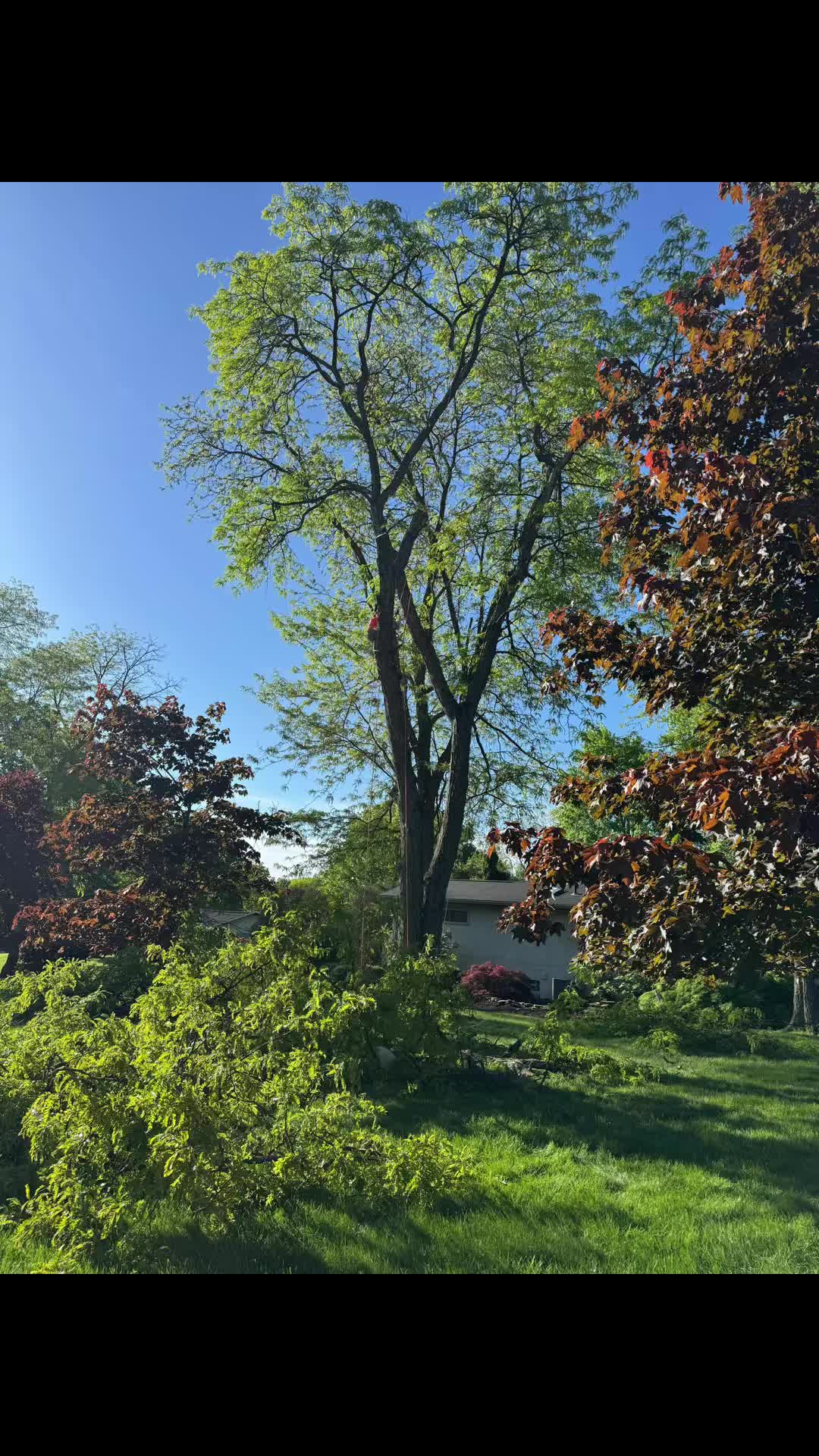 @G&O tree servicess