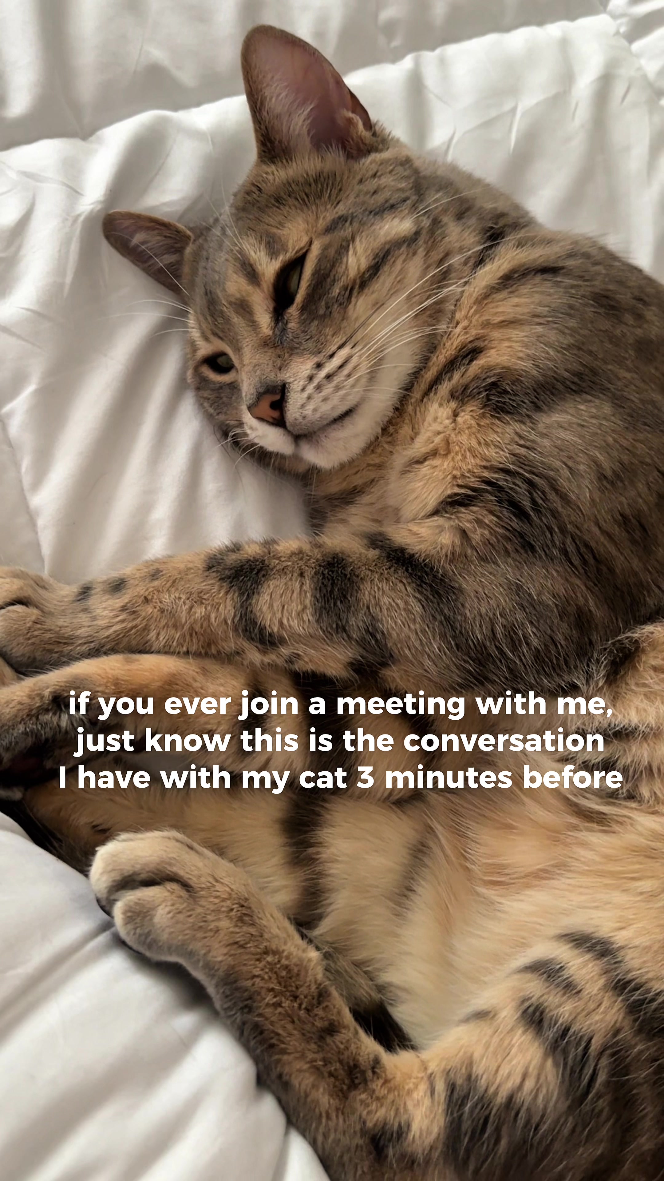 @Mochi the Bengal
