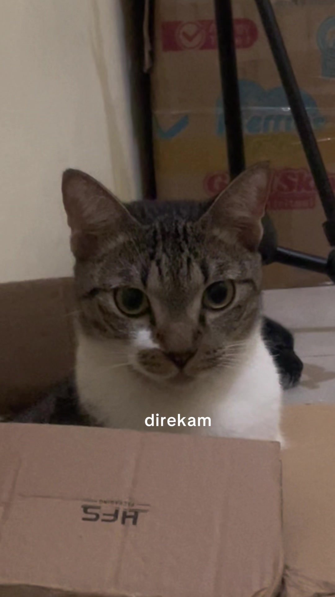 @three_muscateers