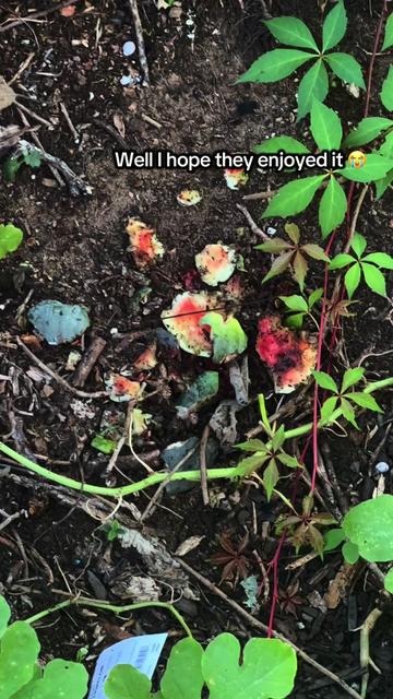 @🍄