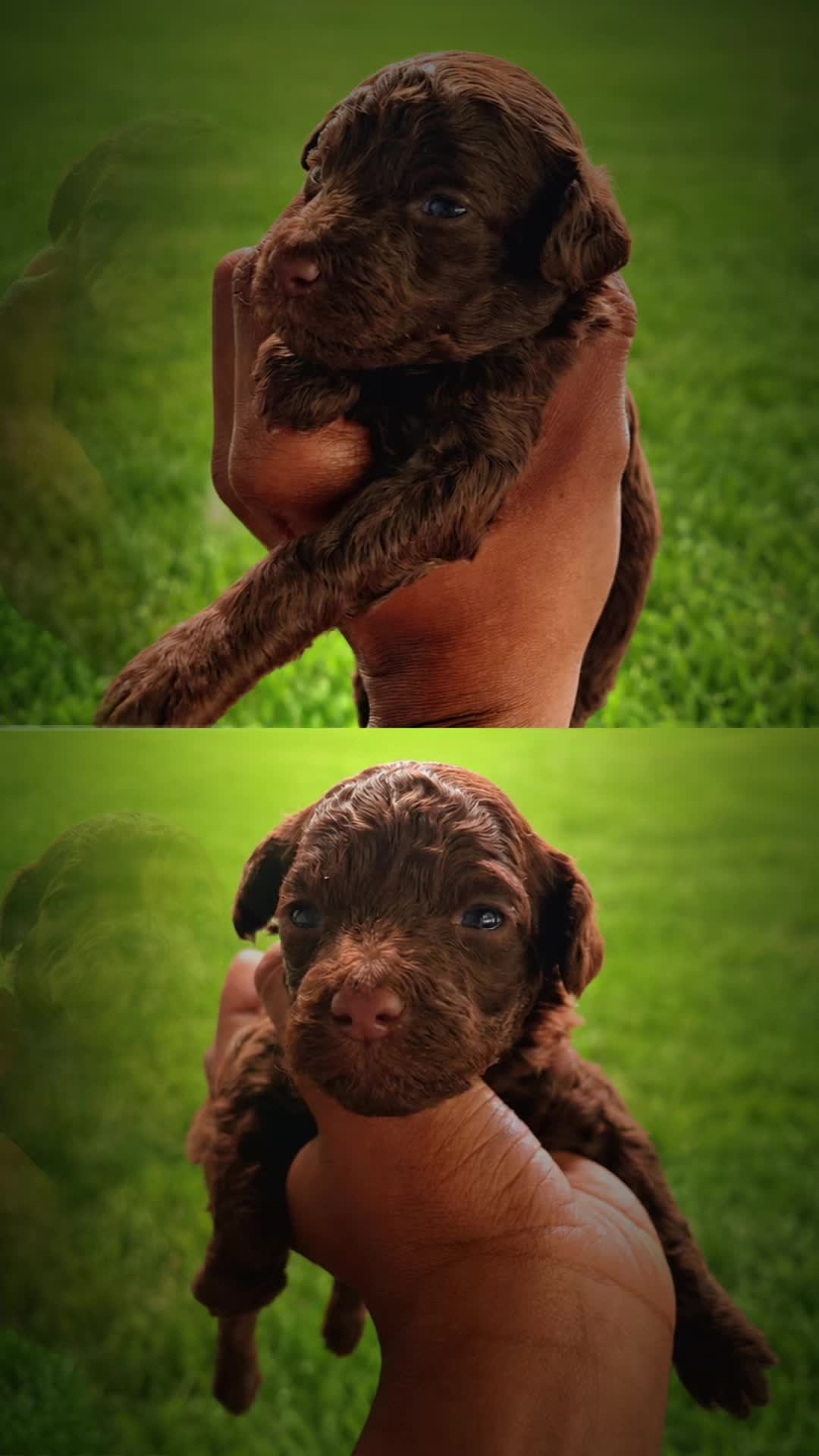 @MKPoodles