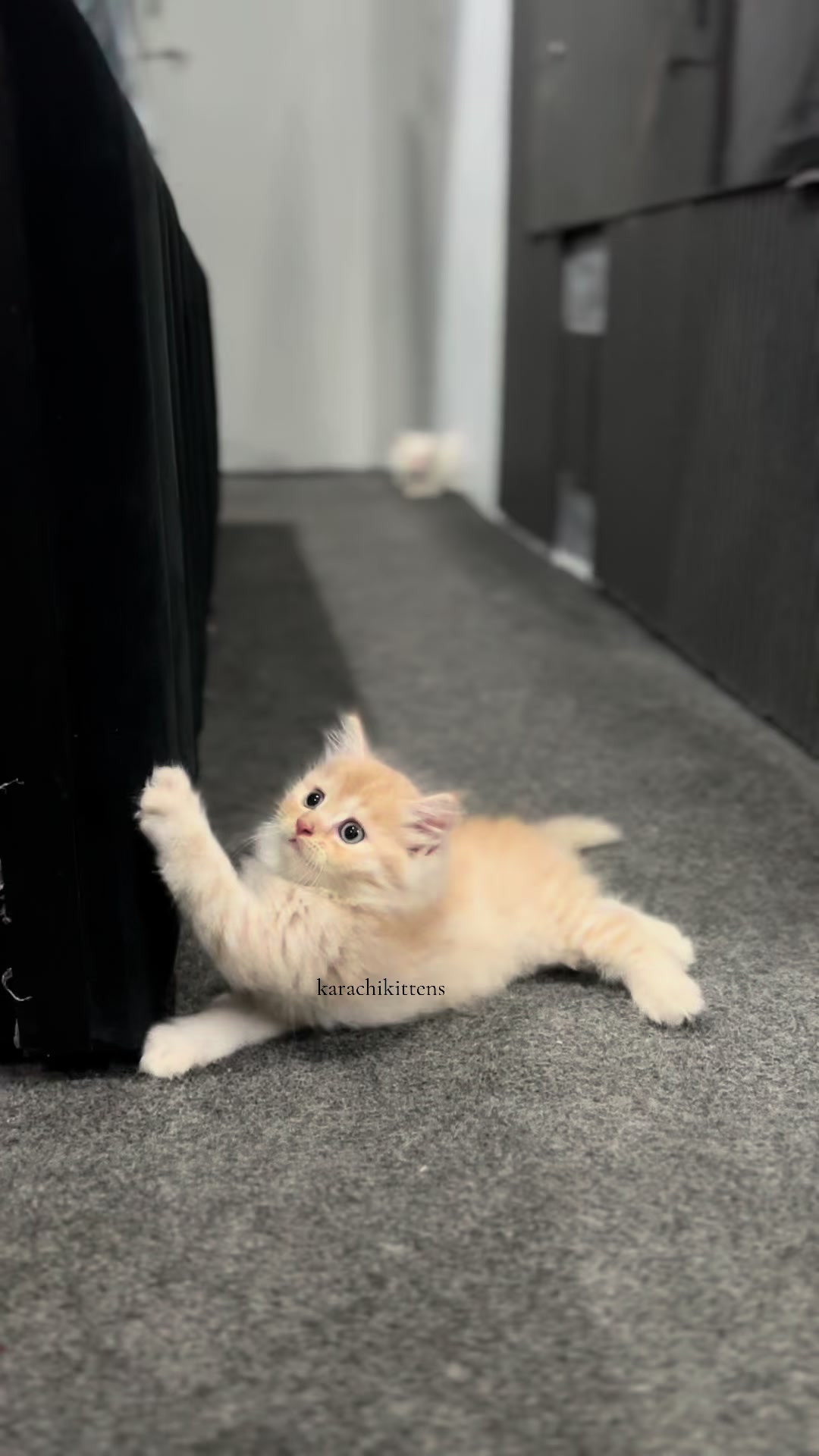 @karachikittens