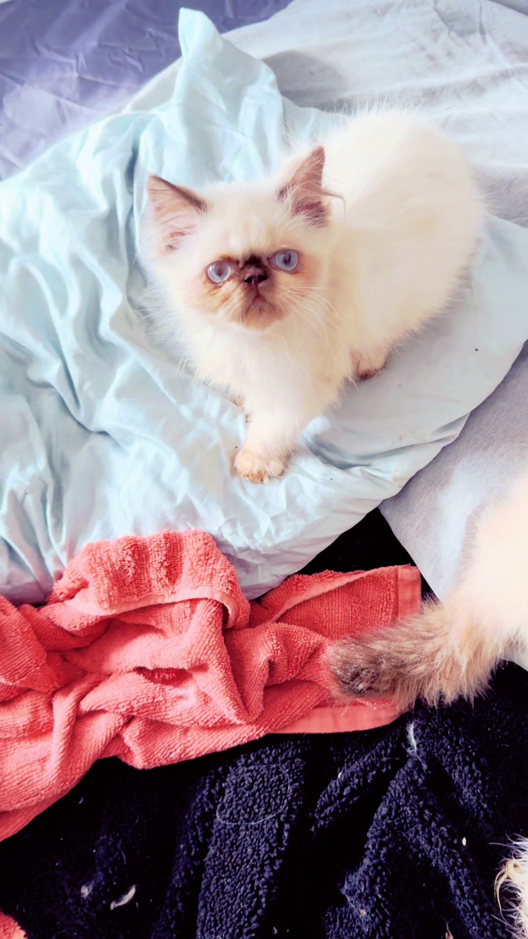 @PersianKitten